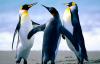 Penguins